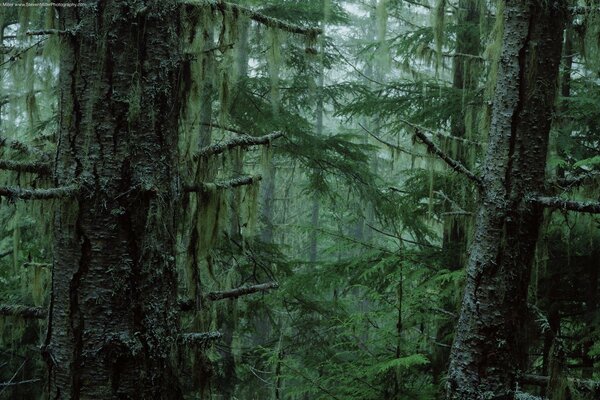 The forest thicket is not a prolaznaya green darkness