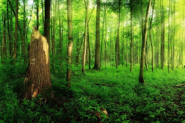 Paesaggio soleggiato della foresta e alberi