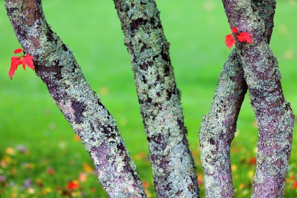 Tronchi d albero con foglie rosse