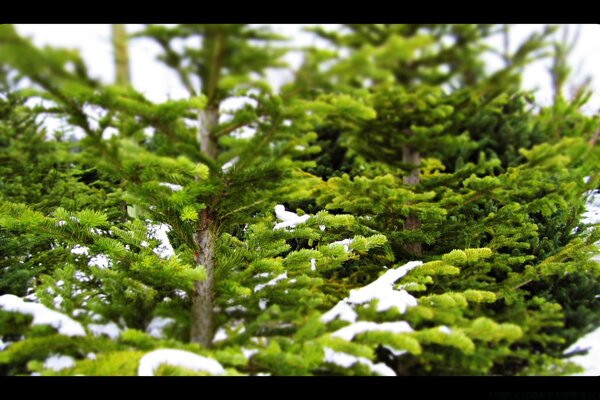 Weihnachtsbäume im Schnee sind die Hauptsache in Sibirien