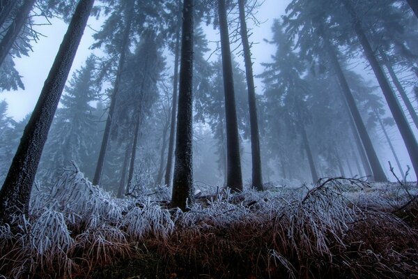 Frost auf dem Gras unter Baumstämmen