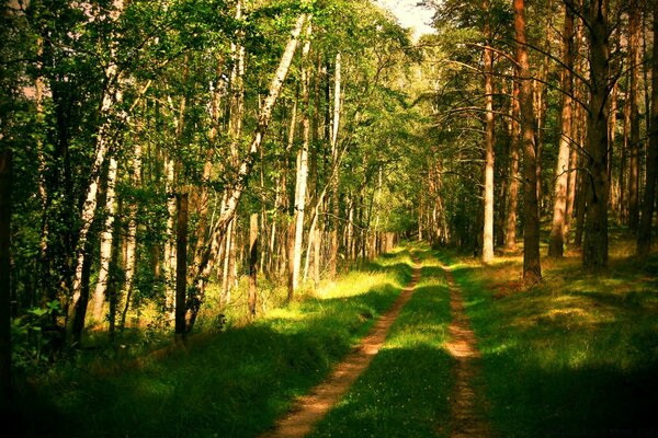 Sendero en el bosque mixto de verano