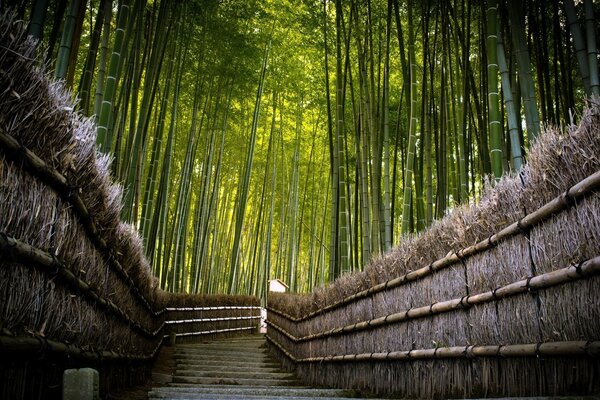 Stone road in bamboo grove