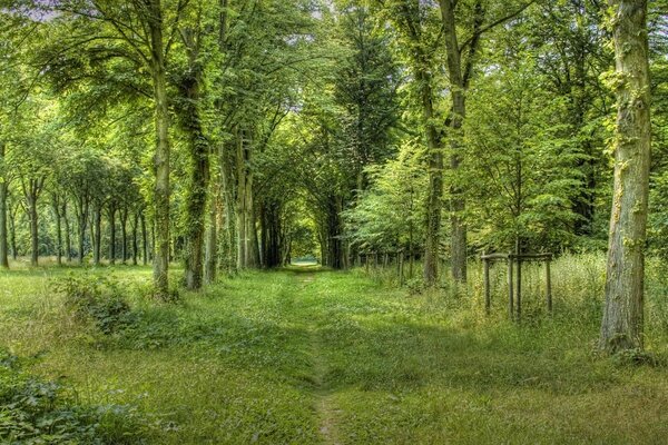 Caminho coberto em uma floresta sombria