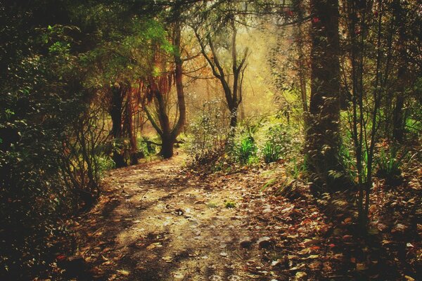 Beautiful forest path