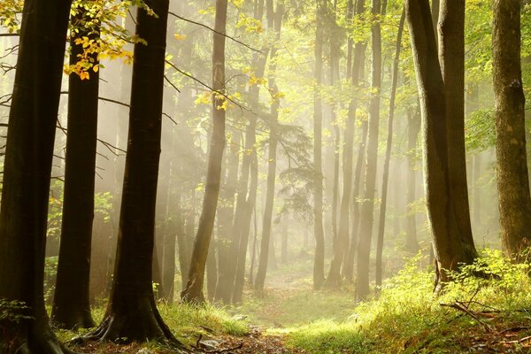 Manhã enevoada na floresta de Verão