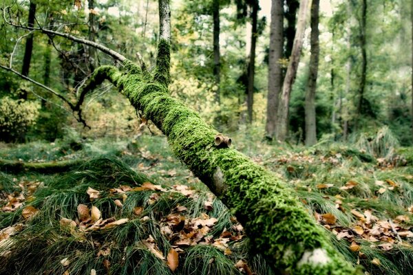 Moss enveloped the fallen tree