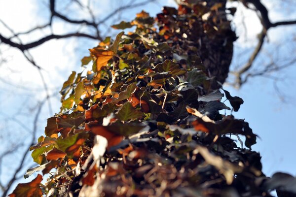 Herbstlaub versetzt den Baum