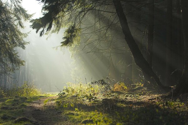 Niebla en el bosque y el sol brilla