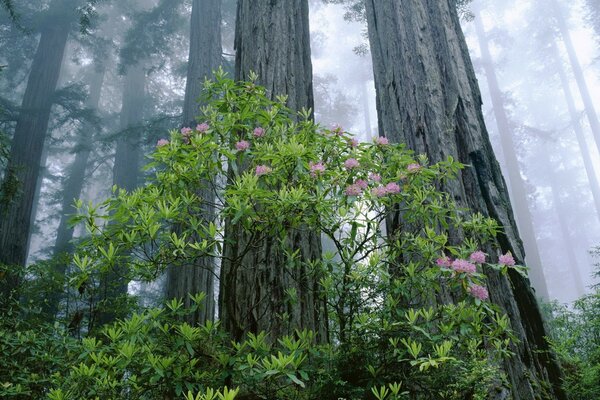 Nature. Forest. Tall trees