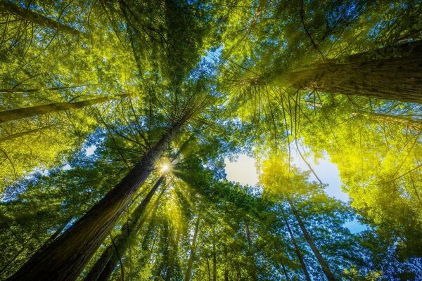 Il sole si fa strada tra le corone degli alberi