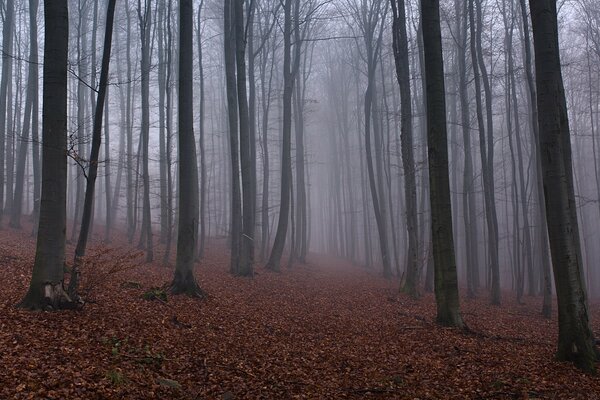 Autumn forest. The smell of wood