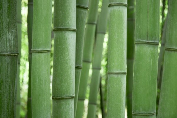 Troncos de bambu verde close-up