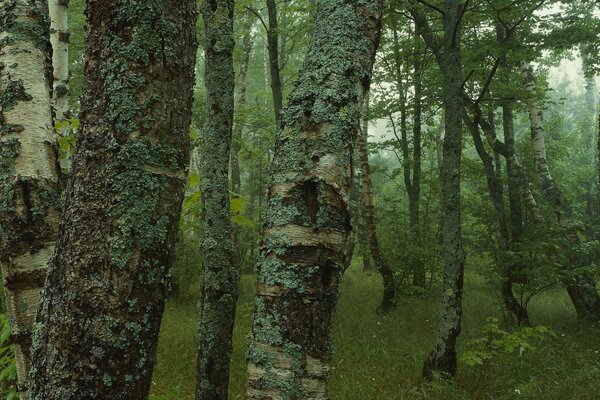 Moss-covered snow-white birches