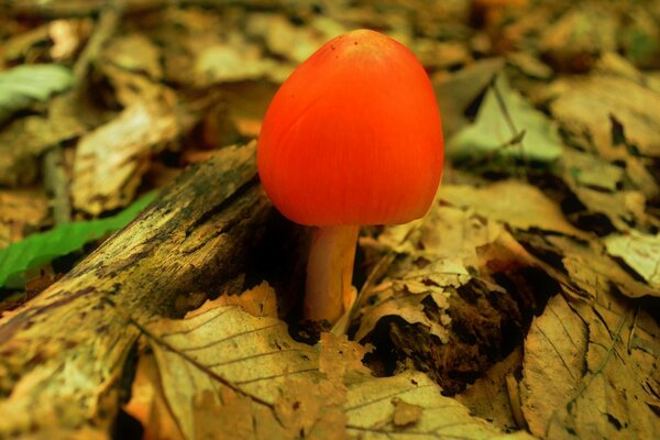 Der erstaunliche Herbstwald und die Nadoki darin