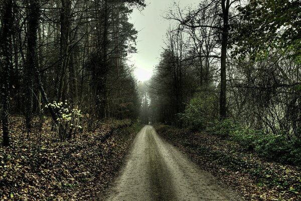 Paysage de forêt sombre avec la route