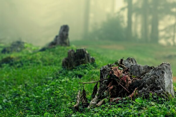 Landscape on the forest grass!Stumps-fictions