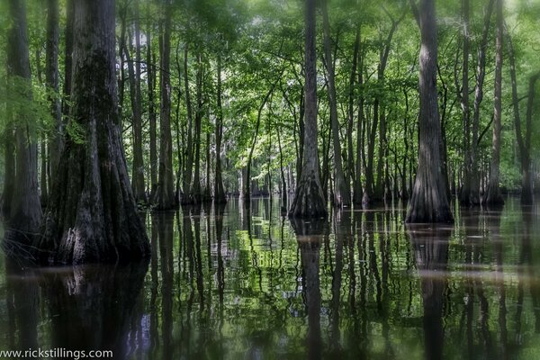 Image of trees in water reflection