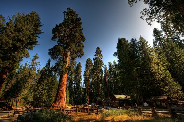 Big trees in the forest against the blue sky