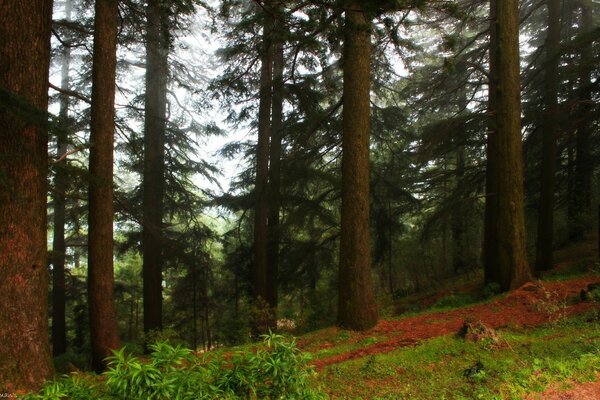 Paysage de clairière dans la forêt de conifères