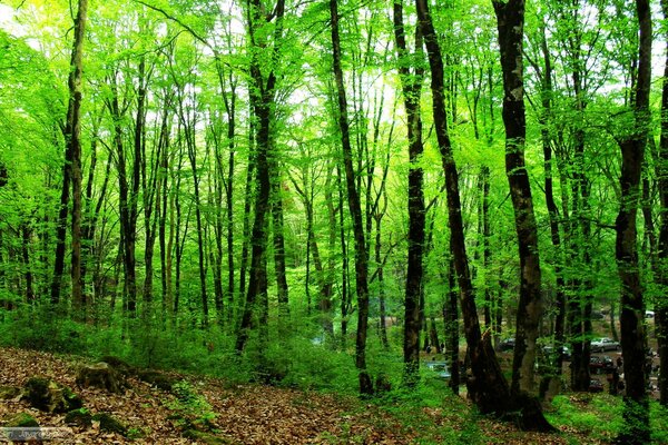 Beautiful green forest with dark trees