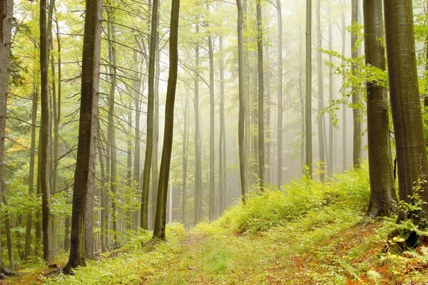 Forêt nature soleil chic