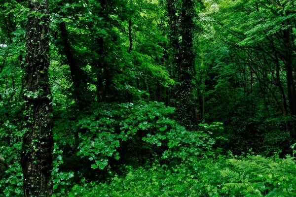 Floresta decídua verde no verão