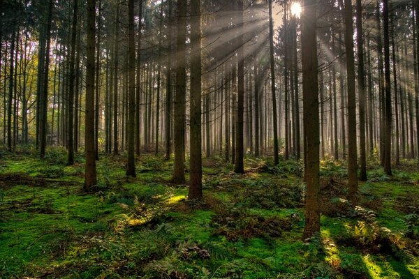 Giornata di sole nella foresta