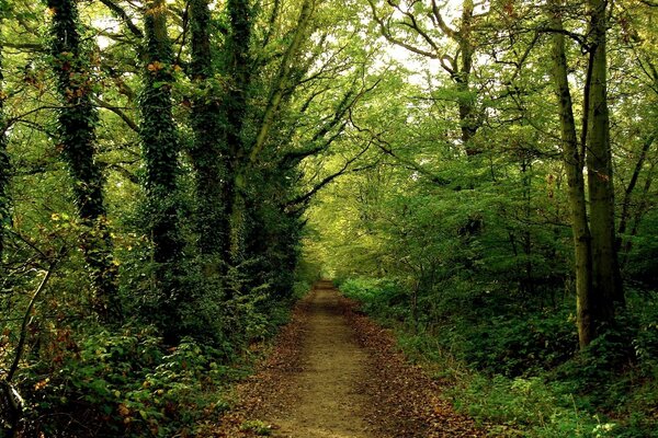 Waldweg in die Ferne