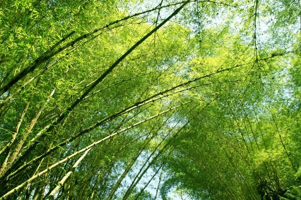 Boschetti di alberi verdi nella foresta