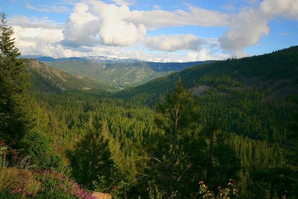 Floresta de coníferas nas profundezas das montanhas