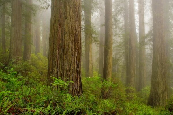 Un épais brouillard se noie dans les arbres