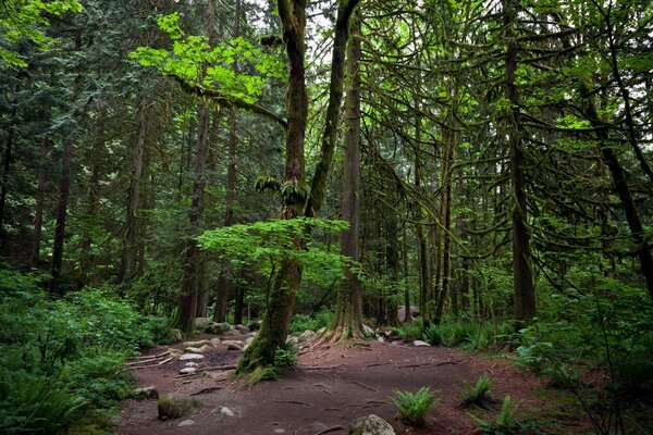 Green silence in the shade of trees