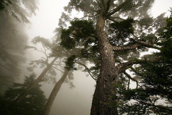 Grands arbres dans un fort brouillard