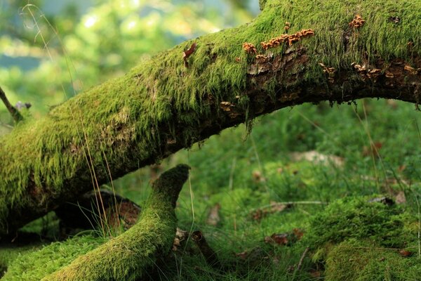 Die Natur und ihr Grün. Holz und Moos