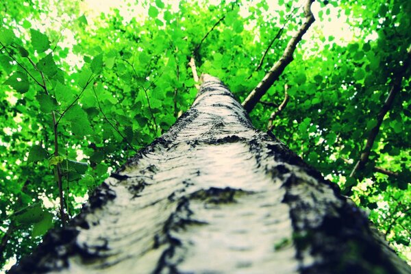 Albero alto con bel fogliame