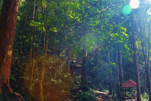 Il sole si fa strada giocando raggi sulle foglie degli alberi