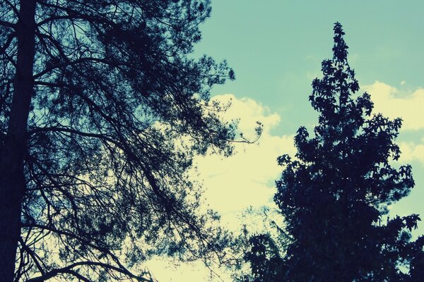 Due alberi su uno sfondo di cielo blu