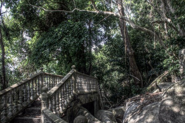 Escalera en el bosque rocoso