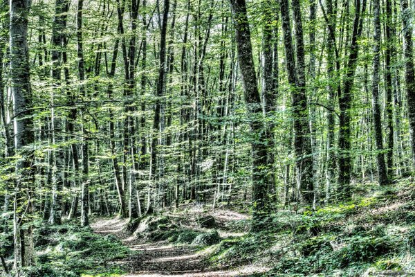 Landscape path in the summer forest