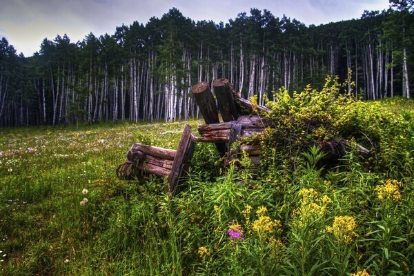 Flower meadow on the background of a dense forest