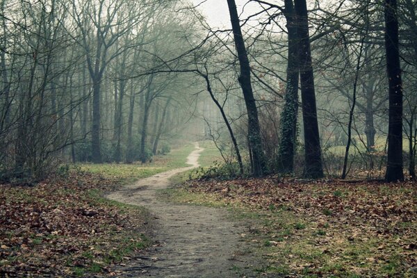 Wanderweg entlang des dunklen Parks