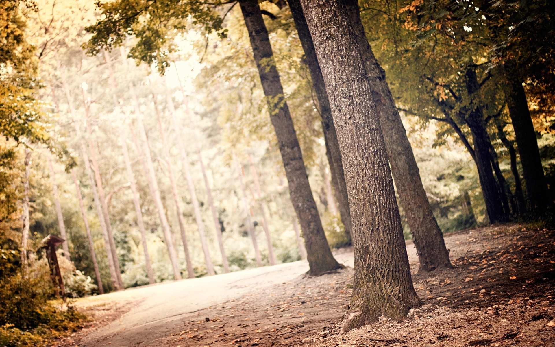 forest wood tree nature leaf landscape fall park outdoors guidance trunk environment road season branch fair weather scenic flora light