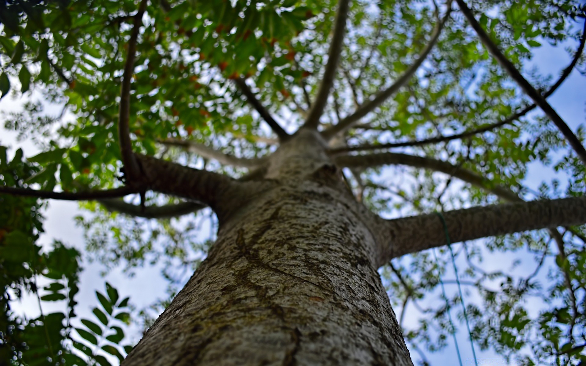 foresta albero di legno natura foglia ramo flora all aperto estate ambiente parco tronco stagione paesaggio crescita corteccia cielo alto