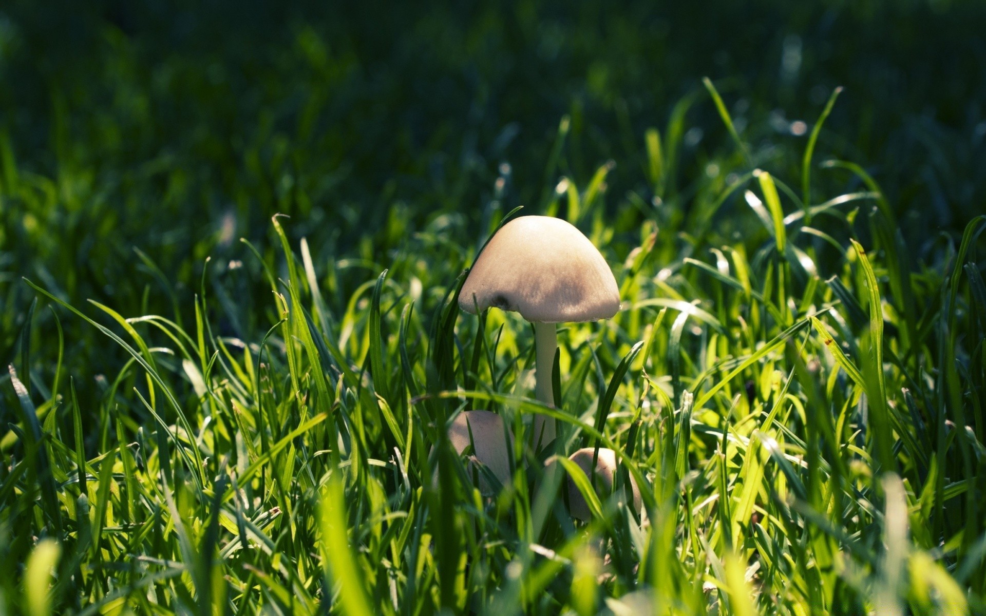 wald gras heu rasen sommer natur feld flora wachstum blatt im freien garten weide land gutes wetter sonne