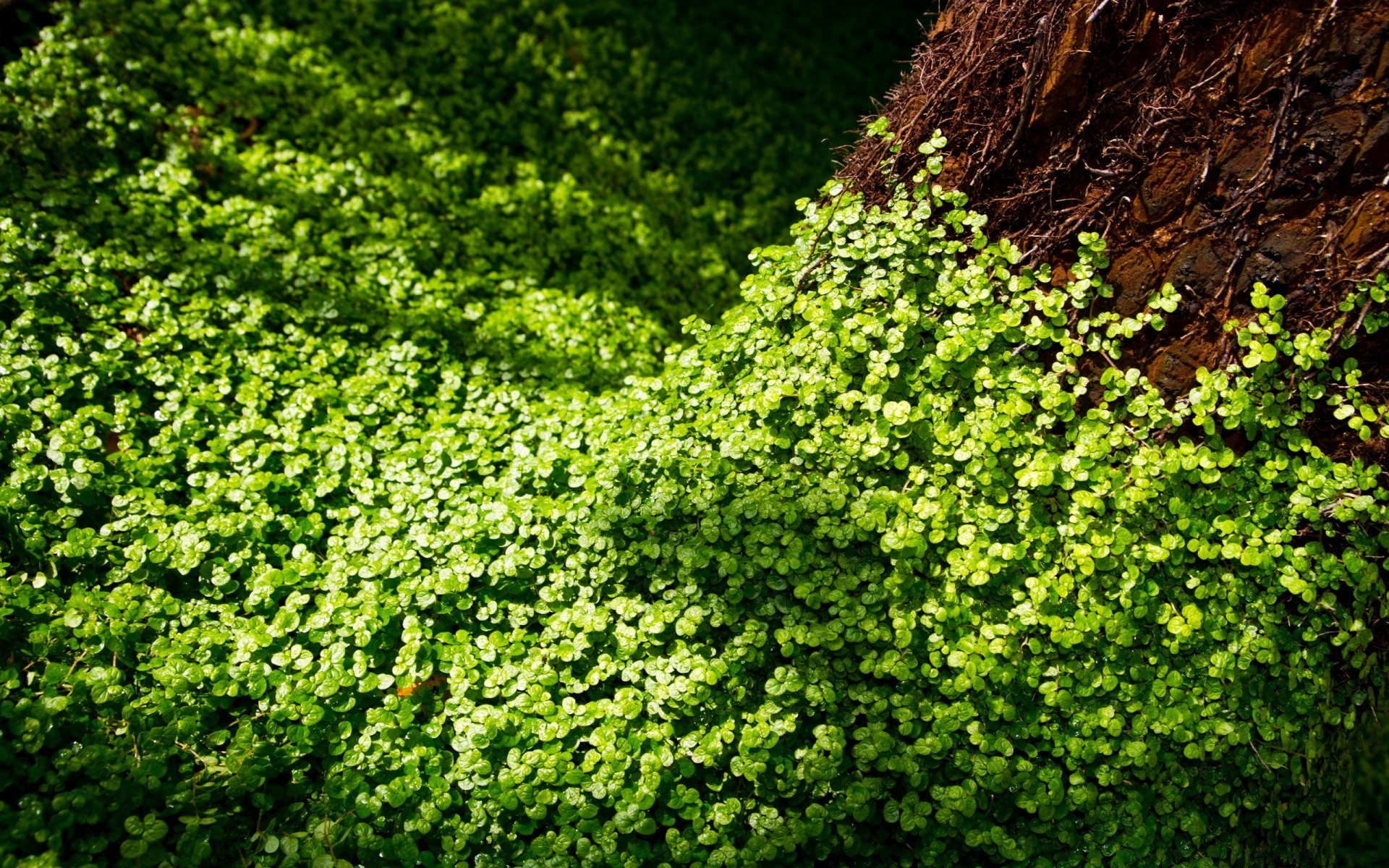 foresta foglia crescita natura flora giardino esterno albero ambiente vite estate legno fiore agricoltura edera lussureggiante erba