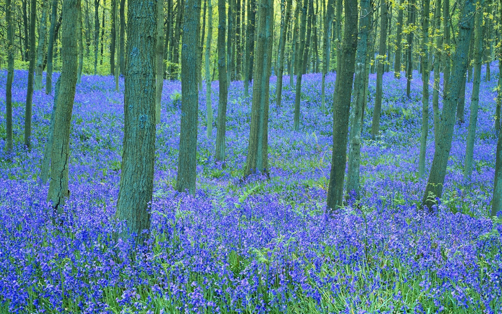 wald holz landschaft natur blume landschaftlich blatt flora saison landschaft im freien baum landschaft des ländlichen sommer park frühling wachstum land teppich