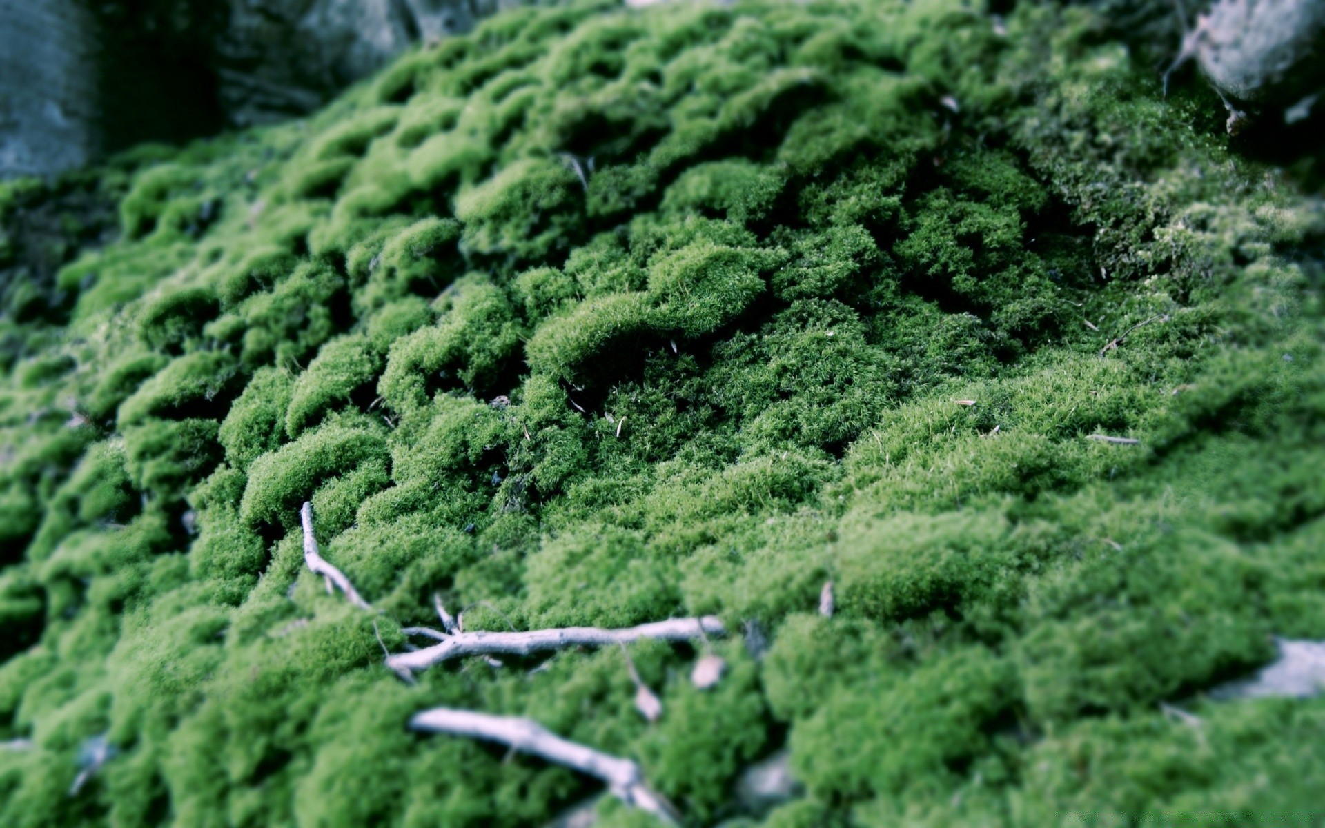 bosque hoja naturaleza flora agricultura crecimiento al aire libre hierba suelo jardín granja comida escritorio árbol paisaje vegetal medio ambiente verano campo