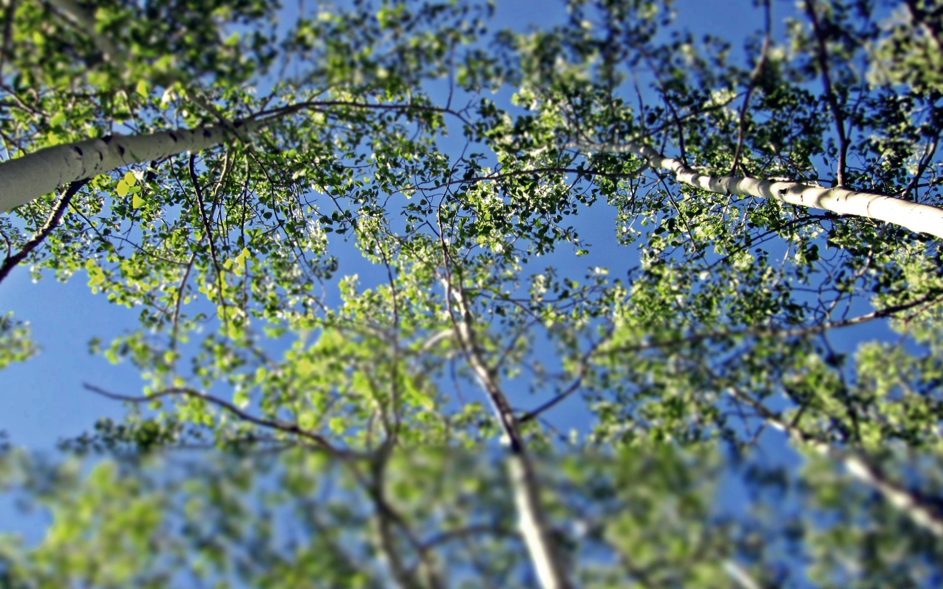 森林 树木 自然 树枝 景观 木材 植物群 户外 季节 树叶 环境 天空 公园 夏天 场景 明亮 阳光 好天气 生长 清澈