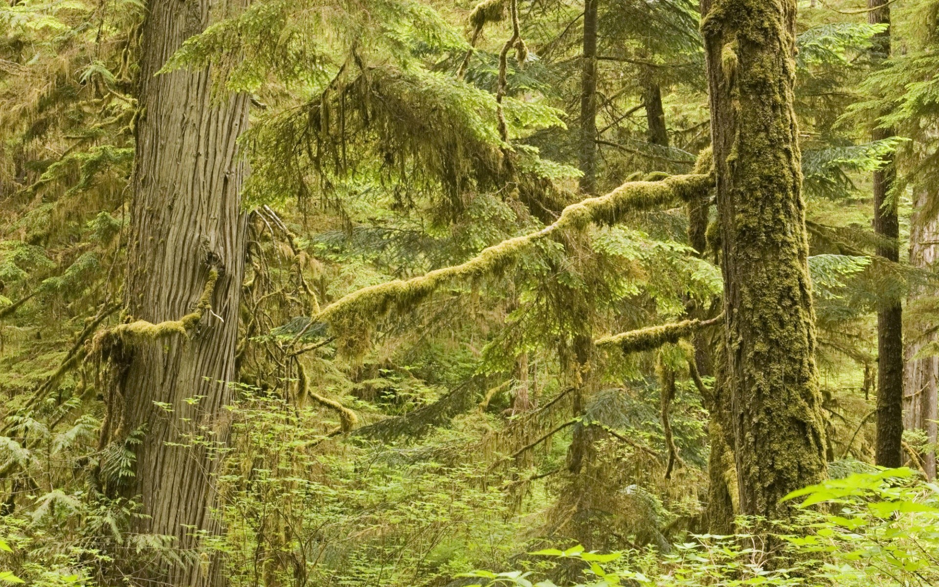 forest wood tree nature landscape moss leaf flora park environment outdoors scenic trunk growth wild scenery summer conifer lush bark